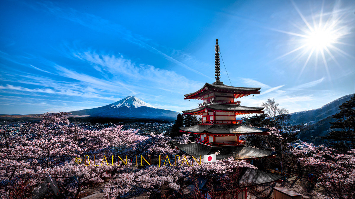 Discover the Enchanting Bloom - Akitas Cherry Blossom Photo Tour