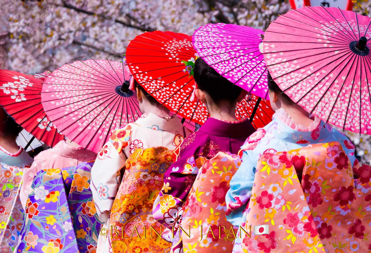 Discover the Enchanting Bloom - Akitas Cherry Blossom Photo Tour