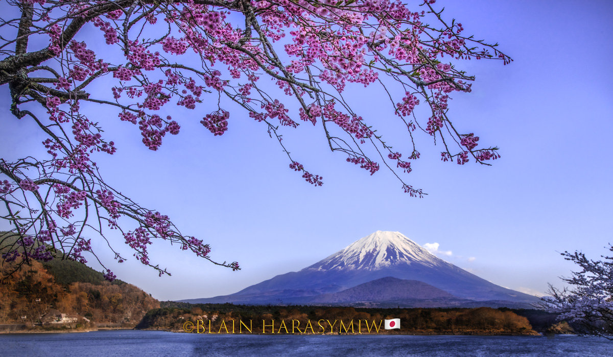 Discover the Enchanting Bloom - Akitas Cherry Blossom Photo Tour