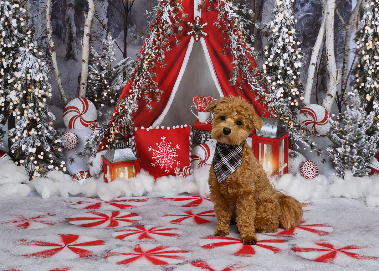 Luxury pet photography for a refined online presence, featuring Kimberly Austin Photography in Lillington, NC.
