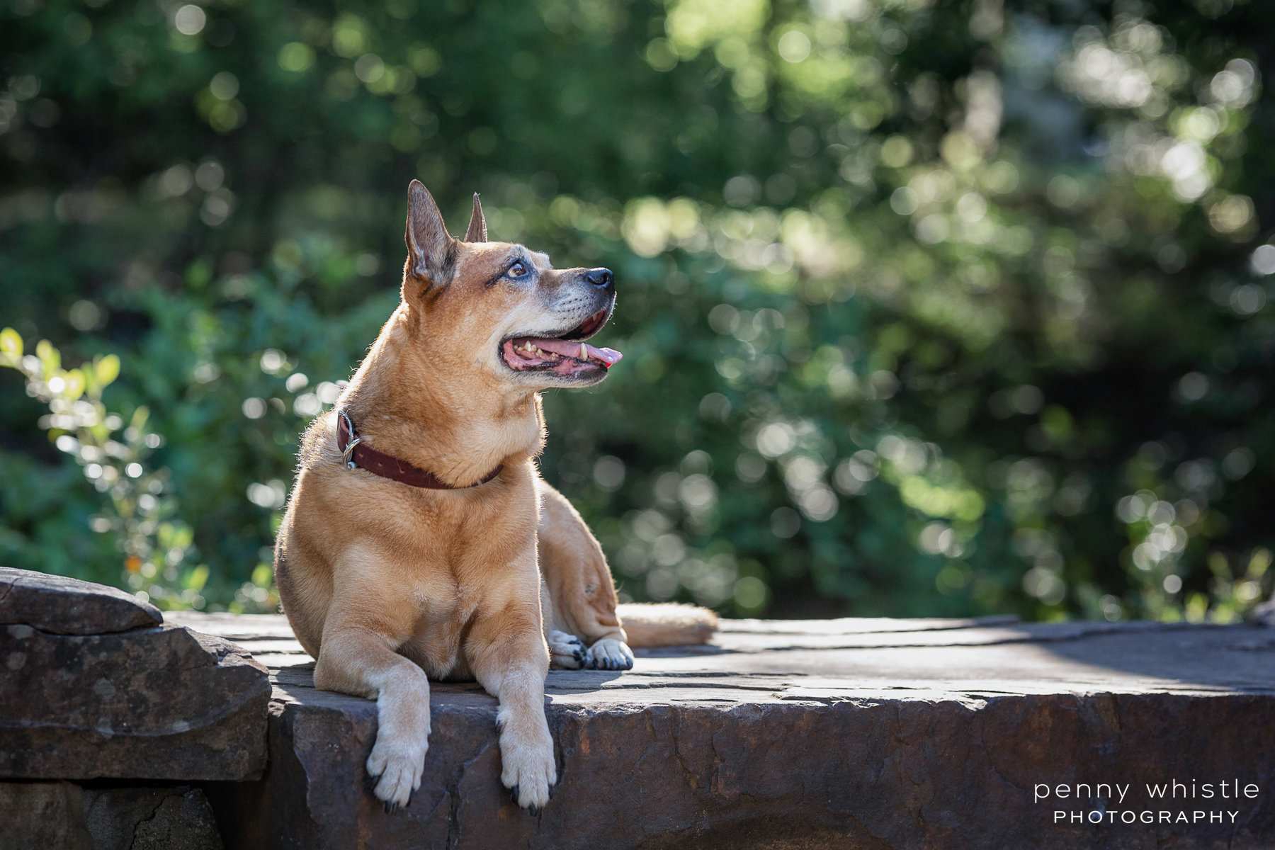 are dogs allowed at the grapevine botanical gardens