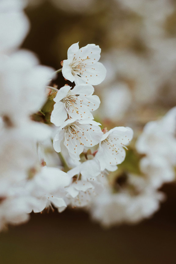 Jasmin provides professional photography in Greensboro, North Carolina for brands ready to connect with more clients.