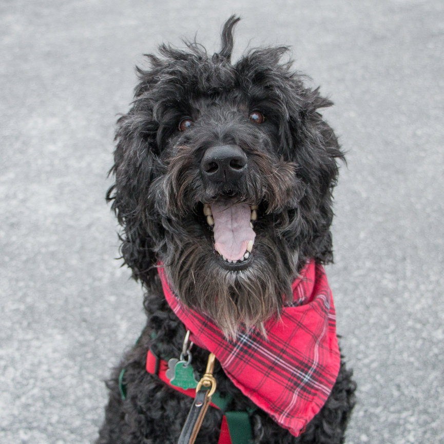 Curly-haired dog with open mouth, wearing a red plaid bandana and harness, standing on a gravel surface.