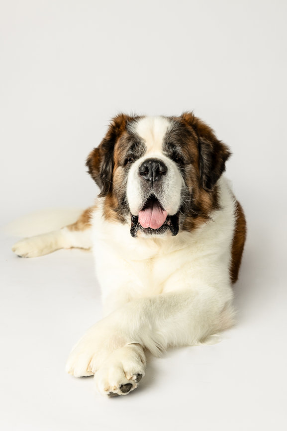 Saint Bernard lying down with a relaxed expression on a white background.