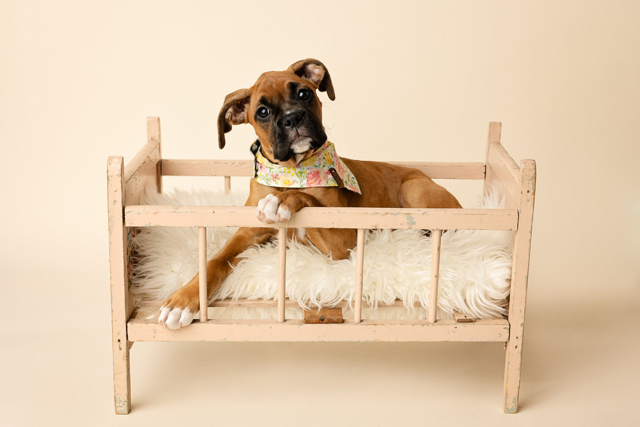 Brown dog resting in a small wooden bed with a fluffy white blanket in a studio setting.