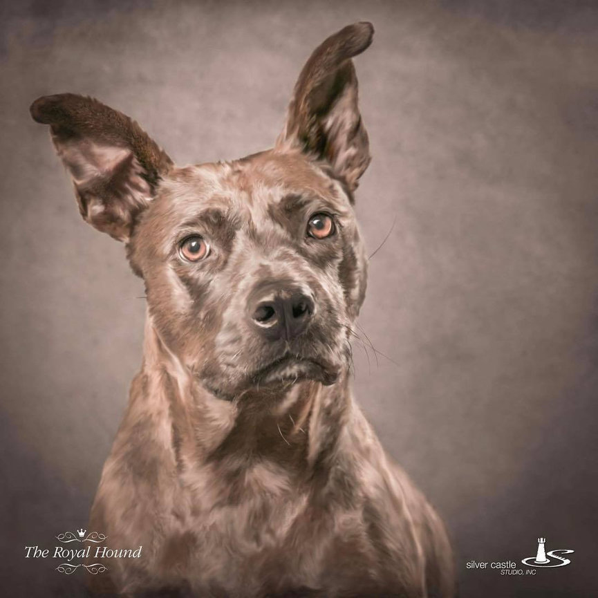 Tan dog headshot against a neutral studio background.