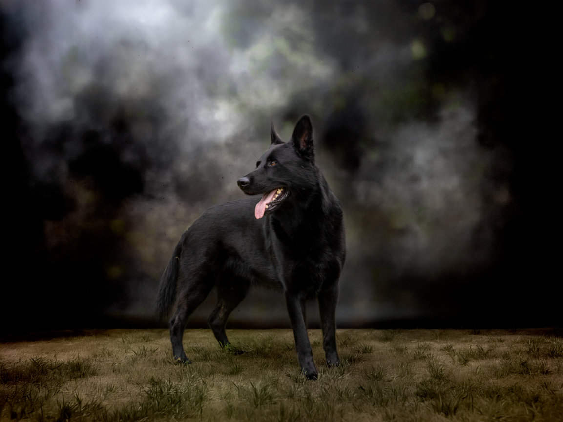 Black dog standing on grass with a blurred forest background