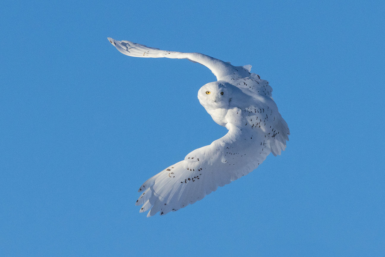 Snowy Owls 2025 Jim Zuckerman Photography Photo Tours 36 20240117200744 5773764 Large