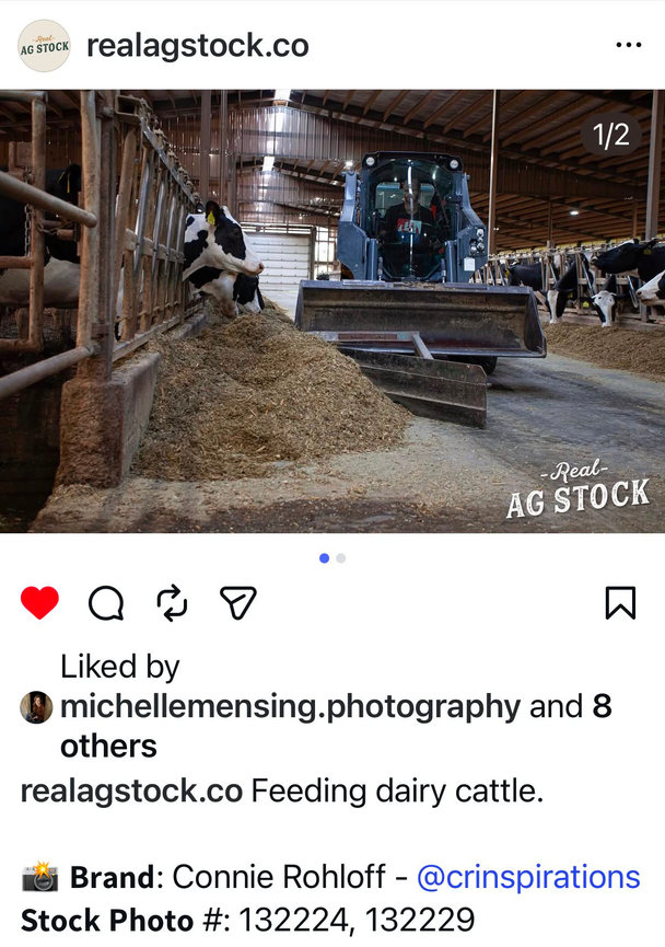 DAIRY CATTLE