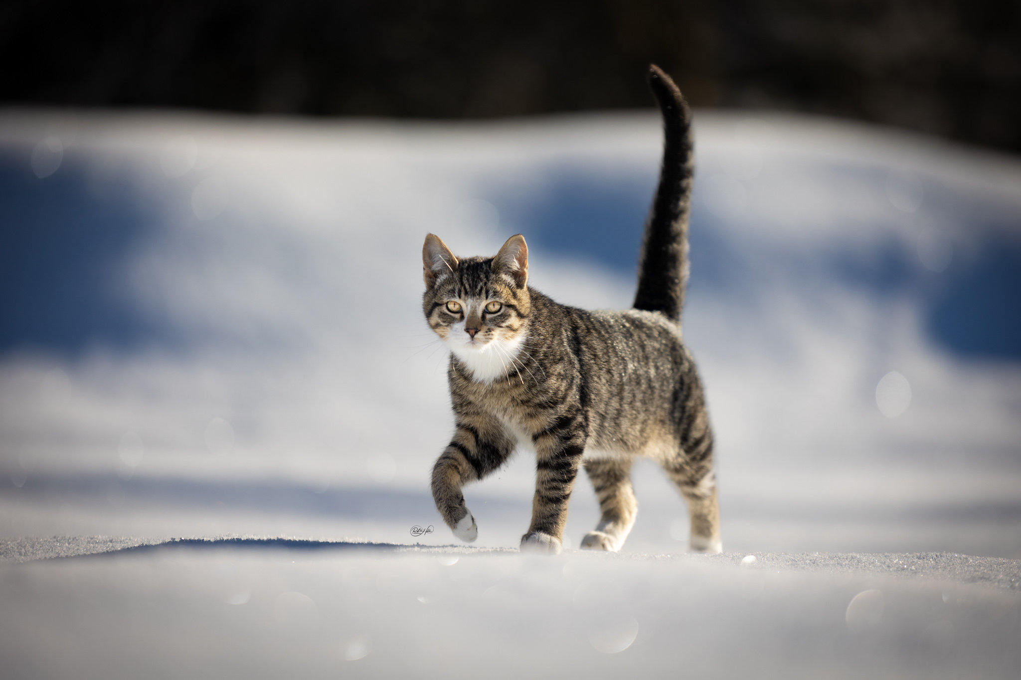 Ranch Cats - Paw Prints Pet Photography
