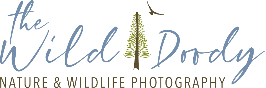 The Wild Doody Logo