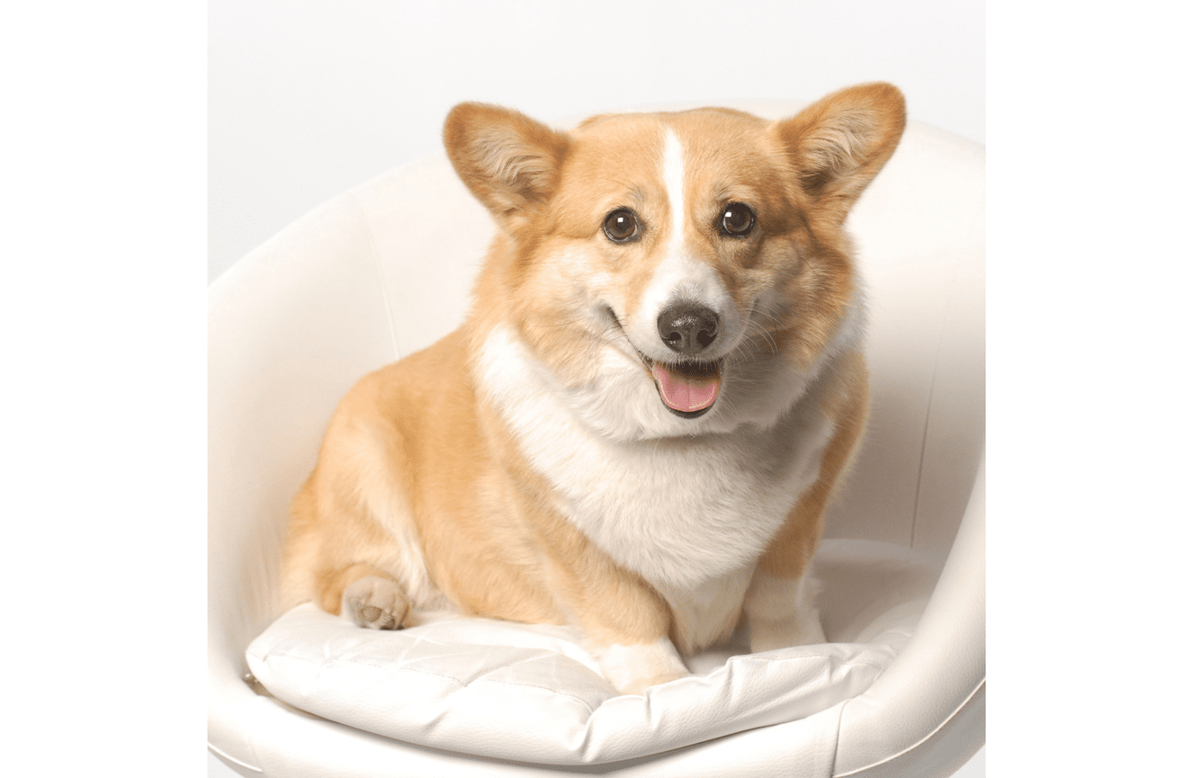 A yellow and white Corgis dog sitting on a white leather chair smiling at the Kliks Photography camera.