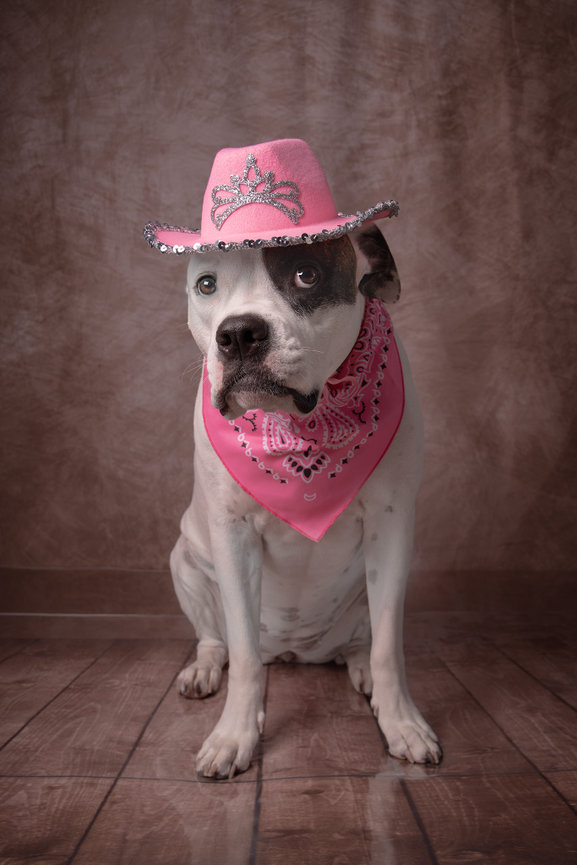 Dog wearing a pink cowboy hat and matching bandana sitting on a wooden floor.