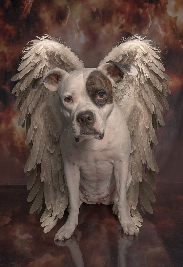Dog with angel wings against a fiery sky backdrop.