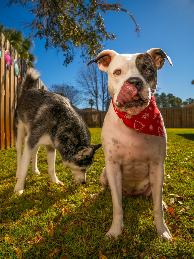 Two dogs in a sunny backyard; one wears a red bandana and another sniffs the grass.