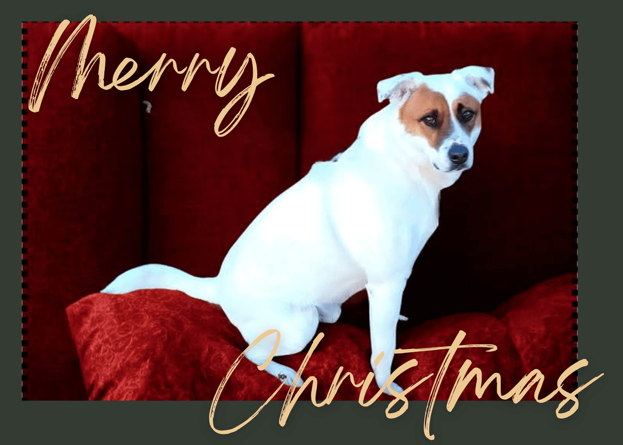 White dog on a red sofa with Merry Christmas text