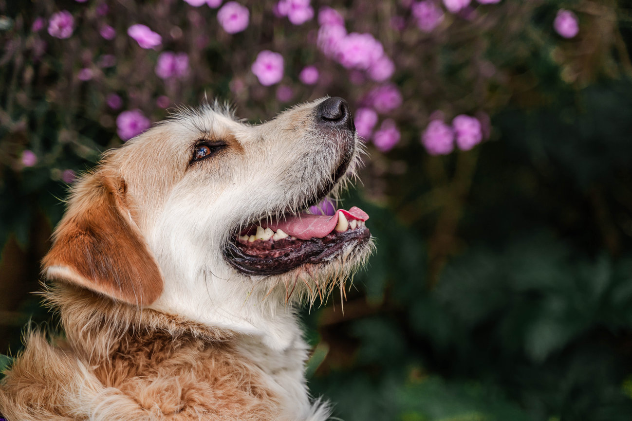 A happy dog with a fluffy coat sits outside, with vibrant purple flowers in the background.