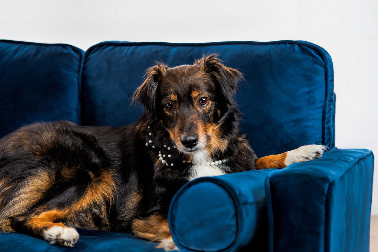 A collie with a pearl necklace sitting on a blue couch in the studio.