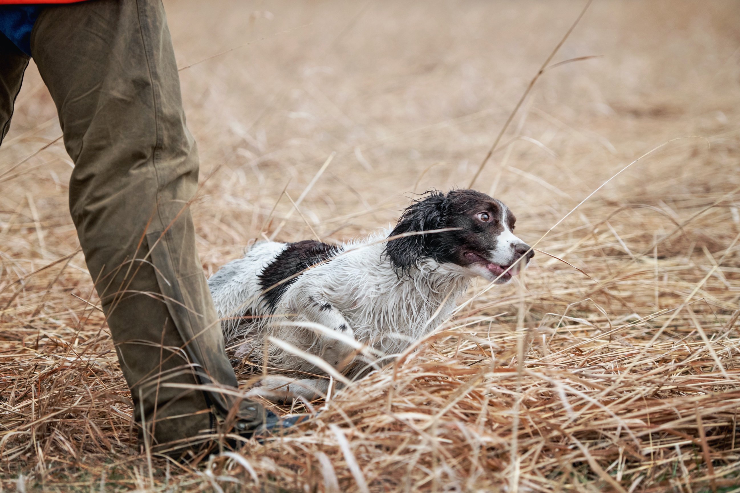 Photo Essay: Bird Dog Field Trials in Western Pennsylvania - Rough Coat ...