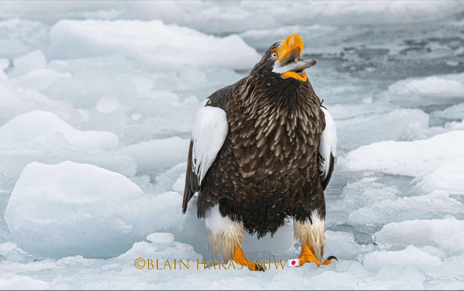 Steller’s Sea Eagles - Hokkaido Photo Workshop Tour - JAPAN DREAMSCAPES