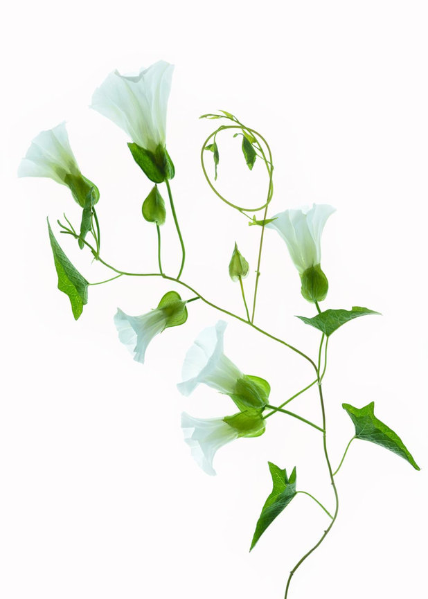 Light Box Flower Photography Mike Moats Award Winning Macro