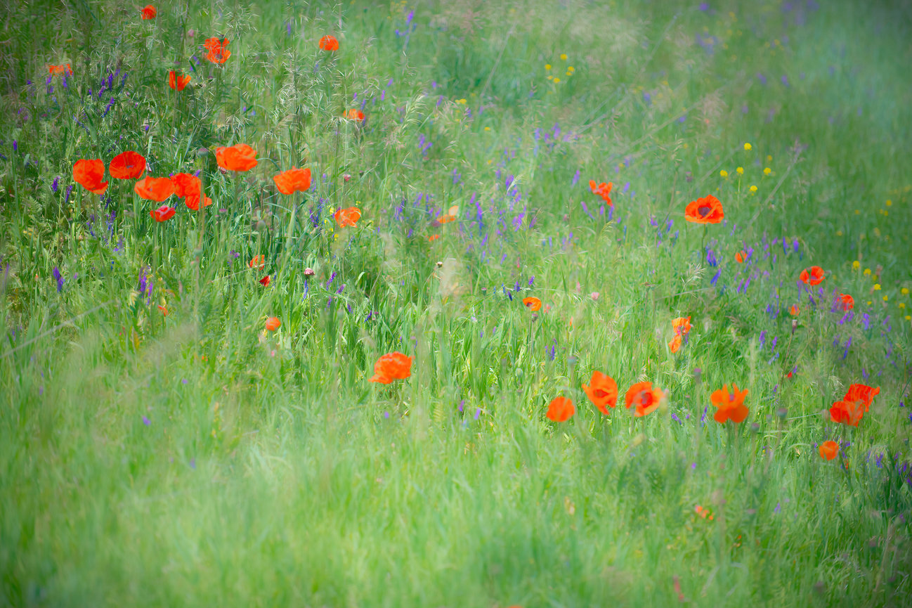 Pamela Dunn-Parrish Faith - Nature - Fine Art Photography