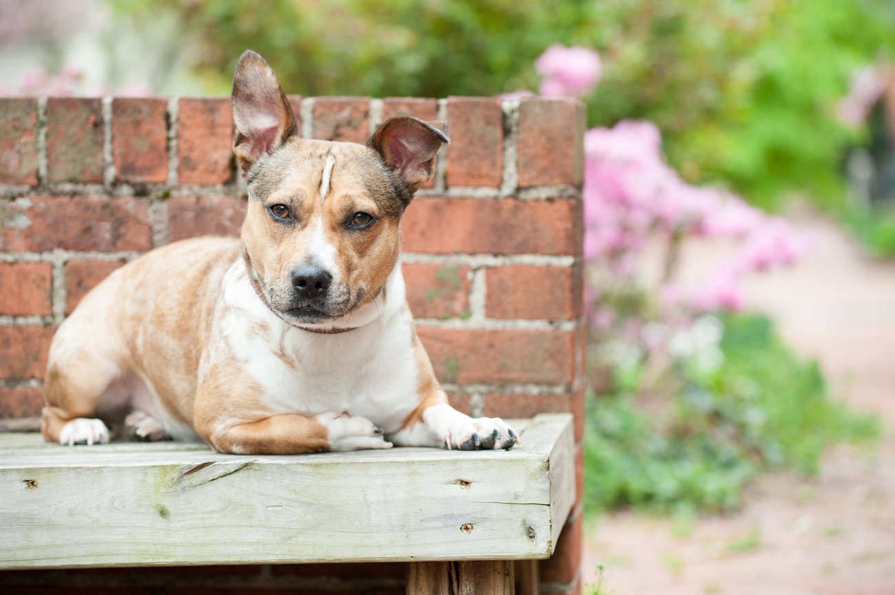 A brown and white dog sits on a bench in a garden, surrounded by blooming flowers. Dog Photography Session in German Village by Simply Dog Photography.