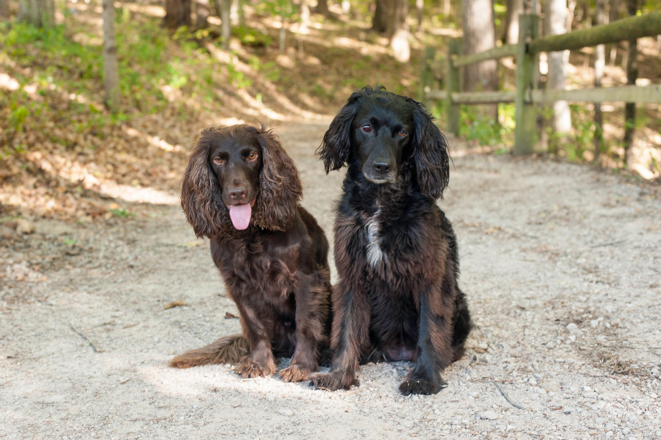 Two dogs sitting on a gravel path in a wooded area, with trees in the background. Dog Photographer Columbus Ohio.
