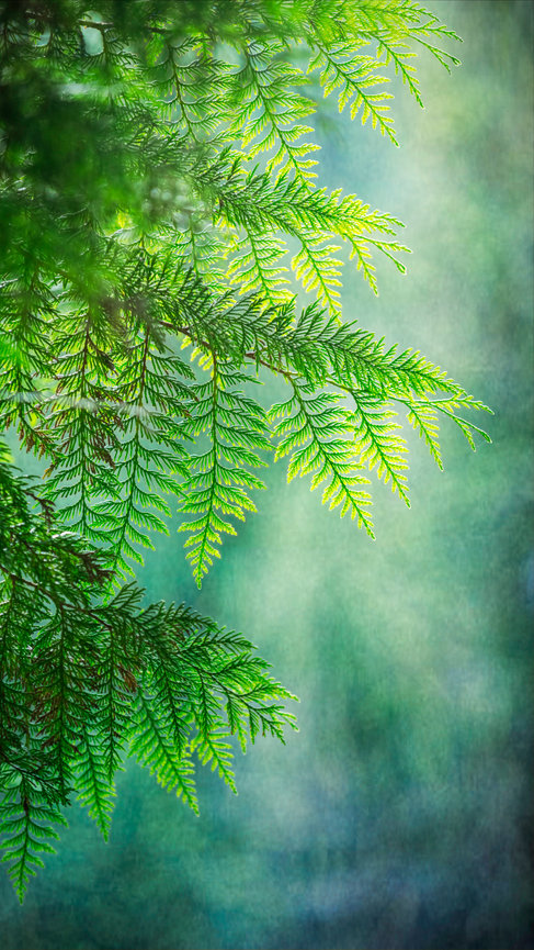 Pamela Dunn-Parrish Faith - Nature - Fine Art Photography