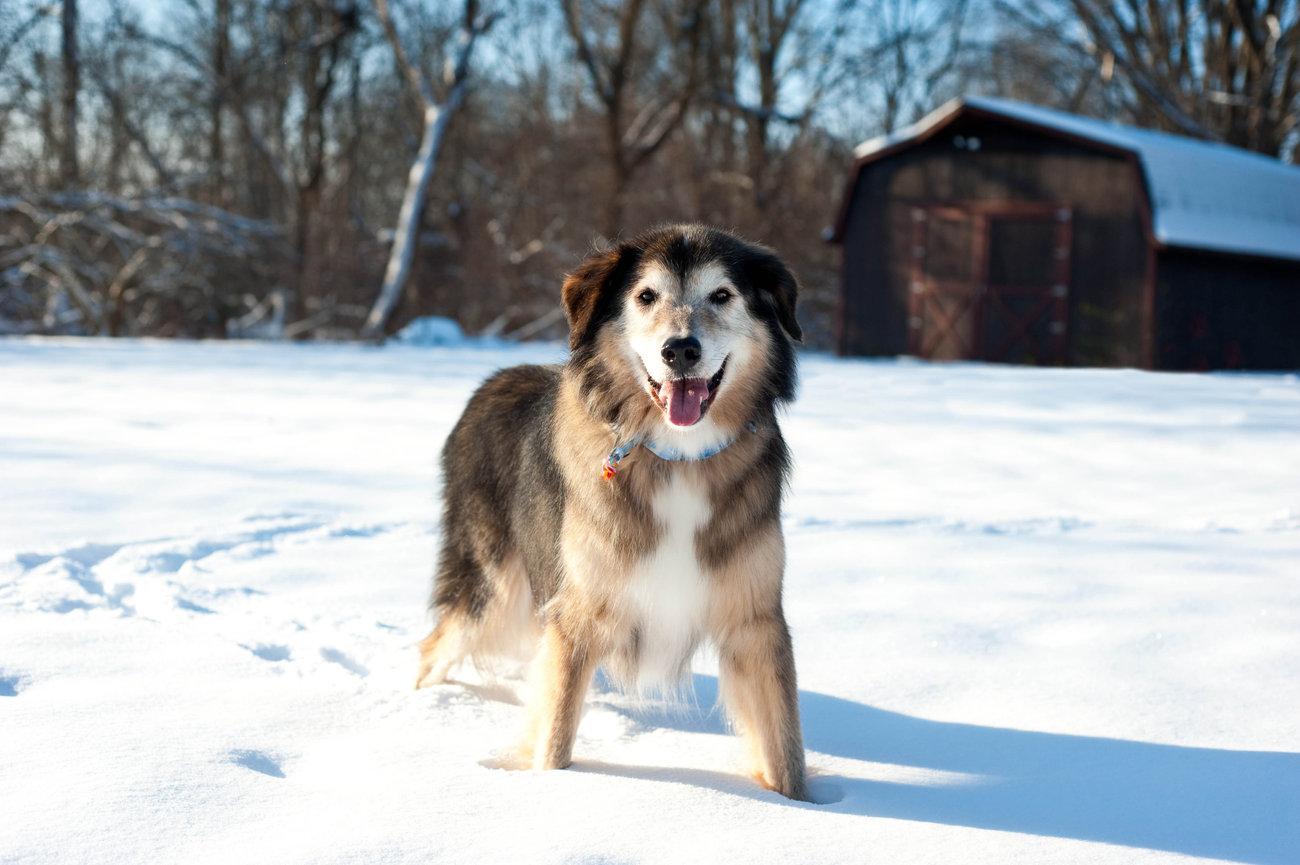 Dog standing on snow near a snow-covered barn in a winter landscape.