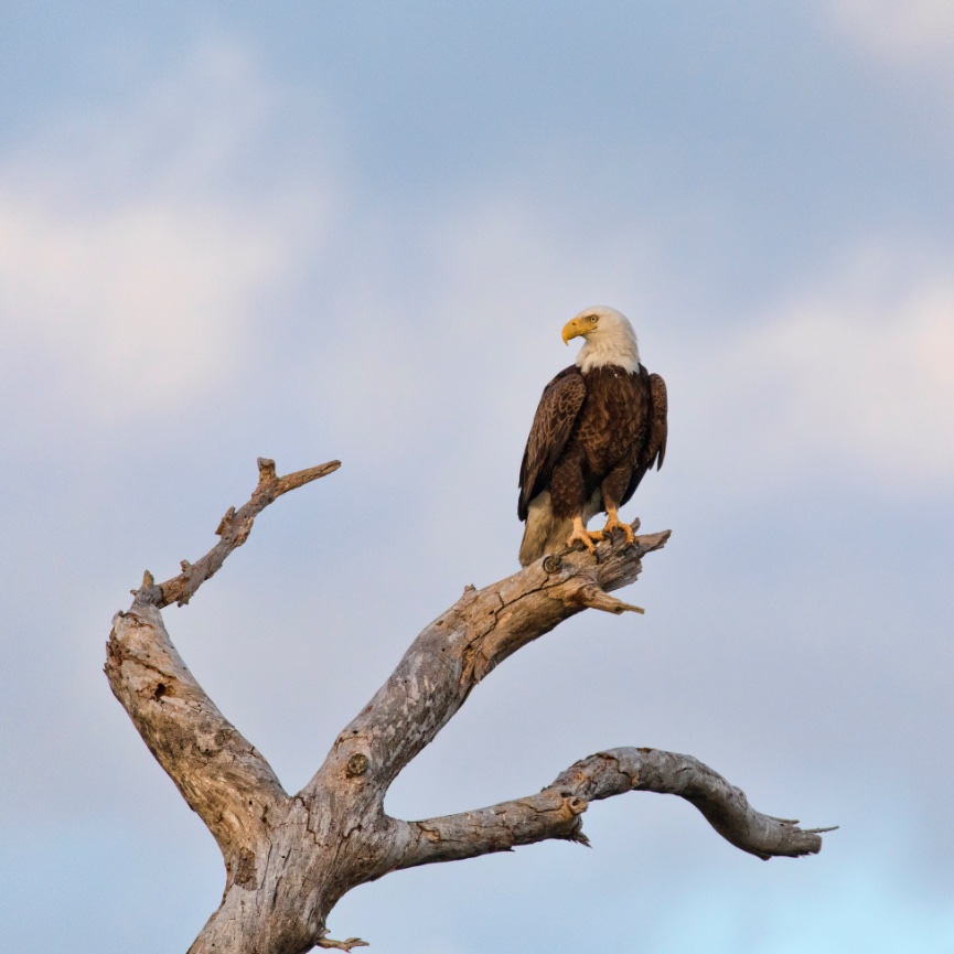 Making room for bald eagles in Southwest Florida 