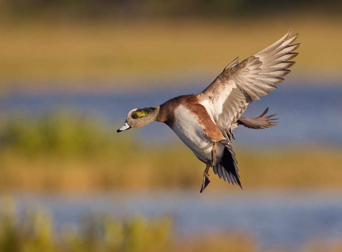 WATERFOWL by Whistling Wings Photography