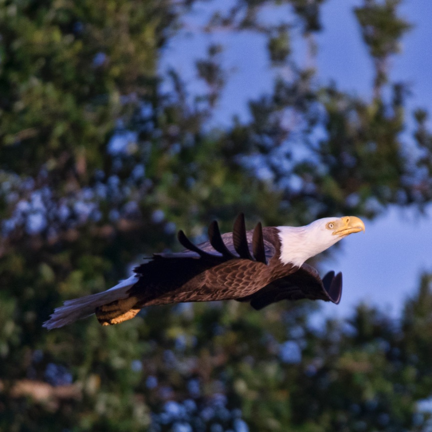 Making room for bald eagles in Southwest Florida 