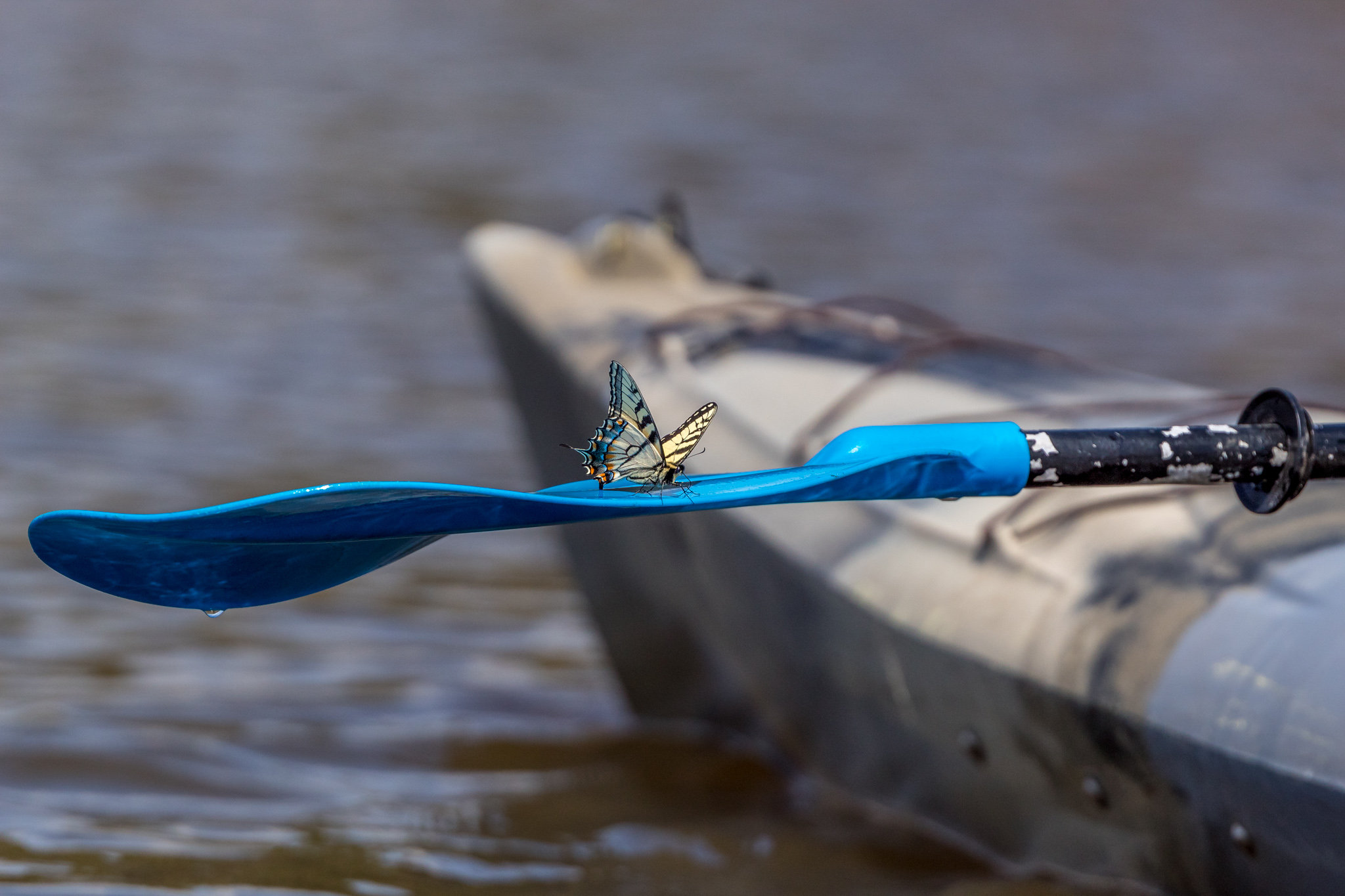 Kayak wildlife photography in Cat Point Creek April 5, 2020
