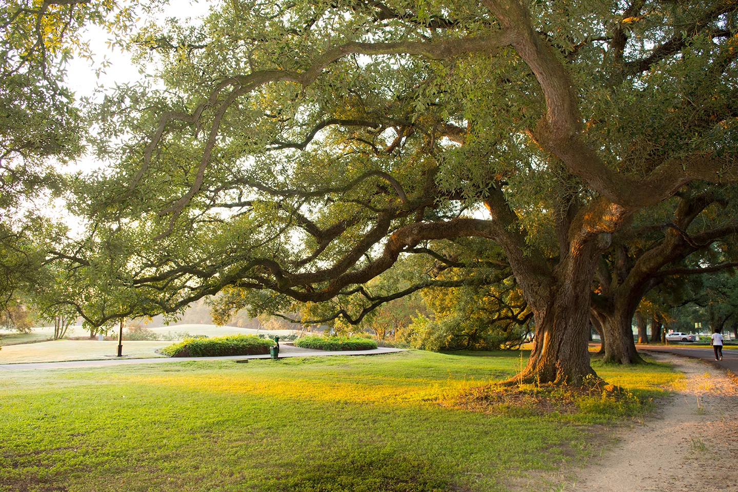 Trees_New Orleans Lee Henderson Photography