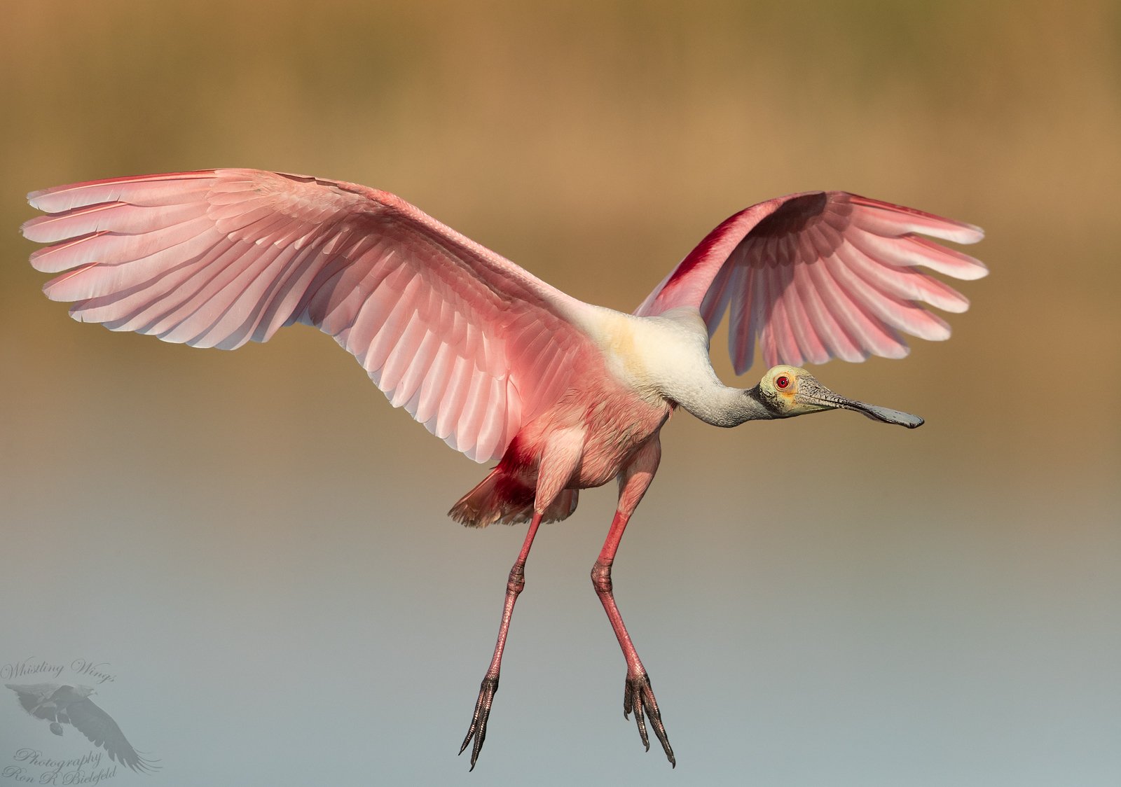 Wading Birds - Whistling Wings Photography