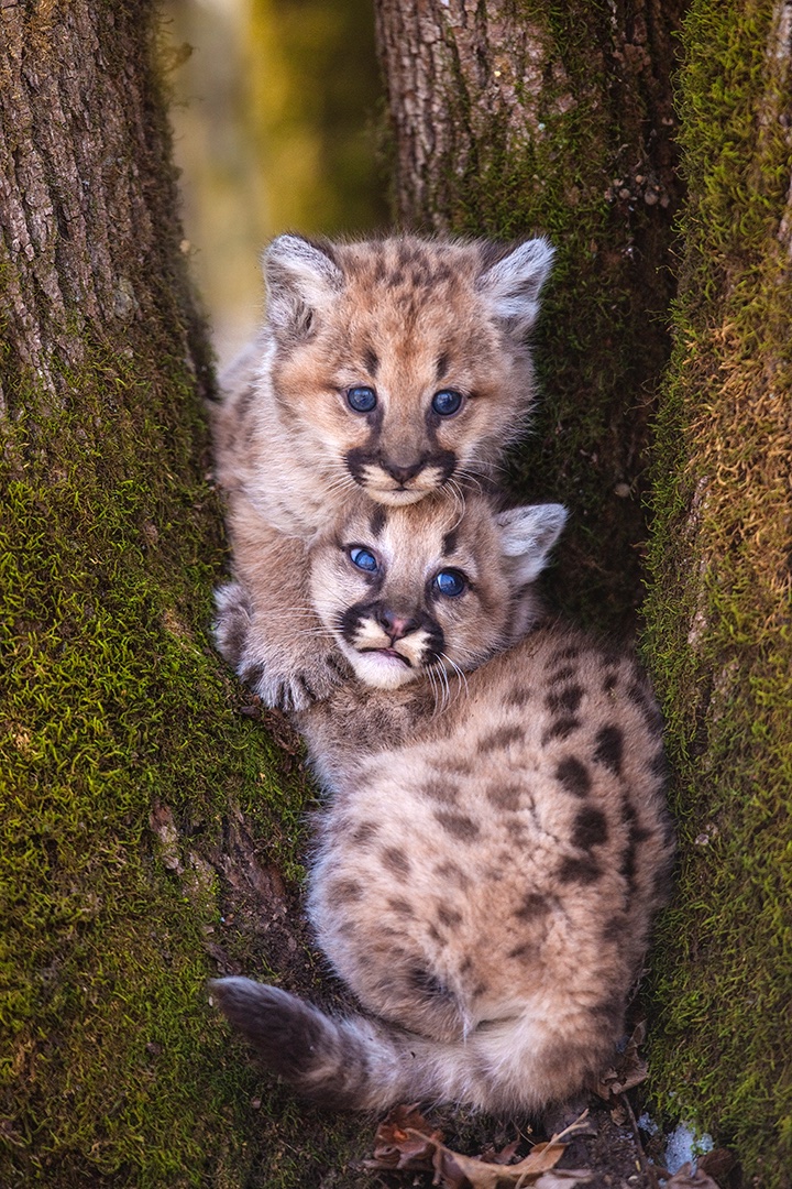 Blueeyed twins Jim Zuckerman photography & photo tours